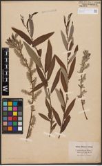 Salix aurita L. x Salix viminalis L.